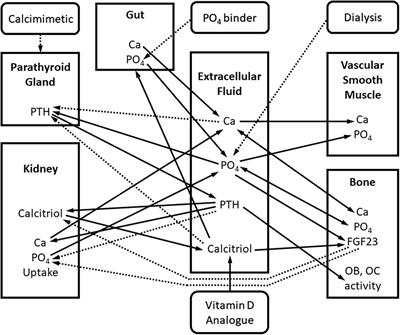 Use of Artificial Intelligence to Identify New Mechanisms and Approaches to Therapy of Bone Disorders Associated With Chronic Kidney Disease